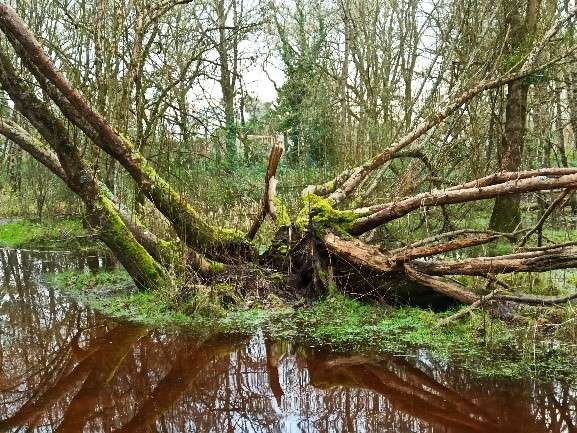 Inventaire citoyen des arbres remarquables avec l'association les GRANDLIEU'ZARTS