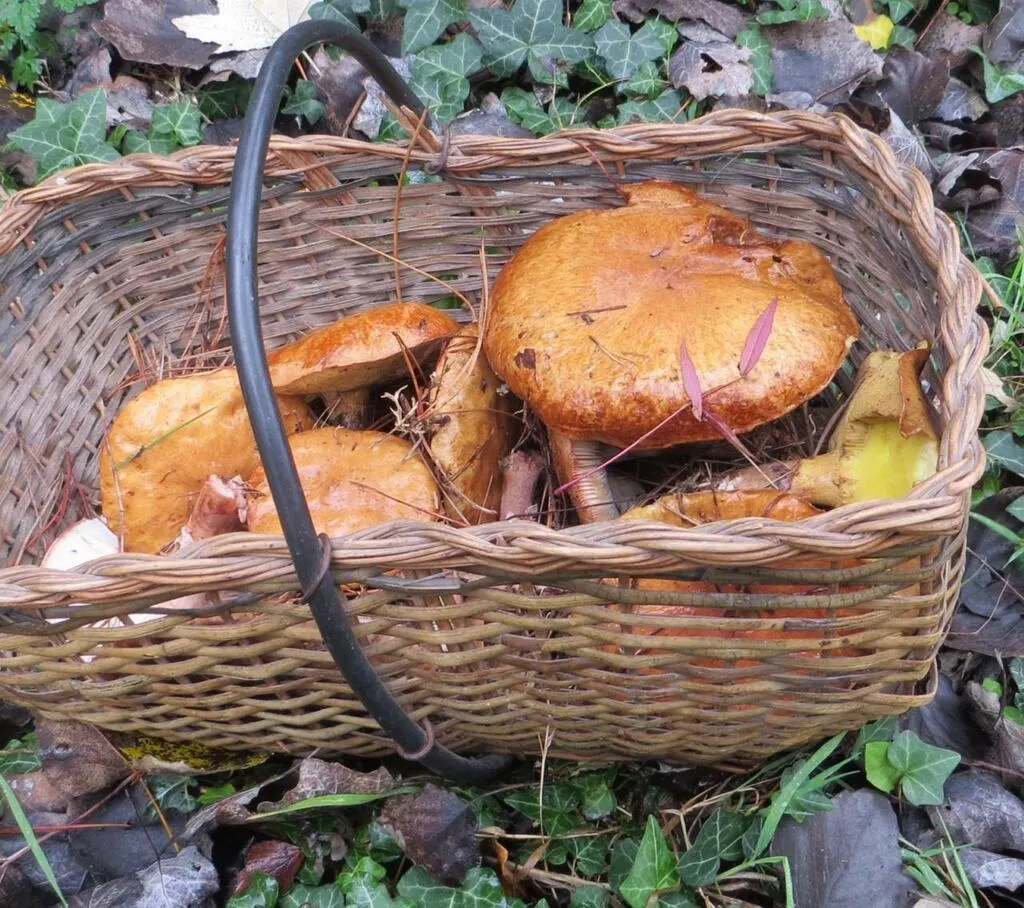 Ouverture Nature sortie champignons
